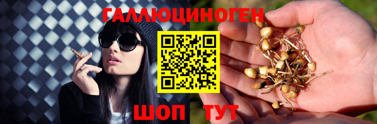 купить   Псилоцибиновые грибы MAGIC MUSHROOMS  Вход с VPN  Лесной  Галлюциногенные грибы мицелий 
